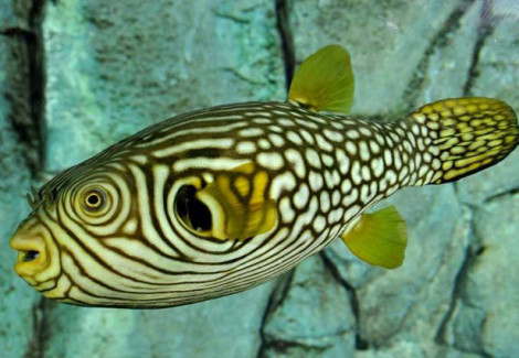 Arothron Reticularis M