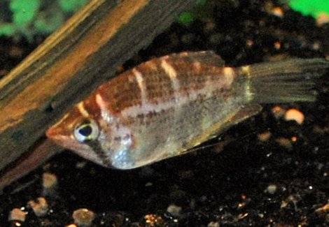 Sphaerichthys Selatanensis M