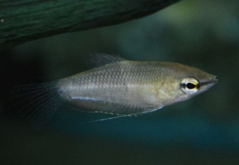 Sphaerichthys Acrostoma L