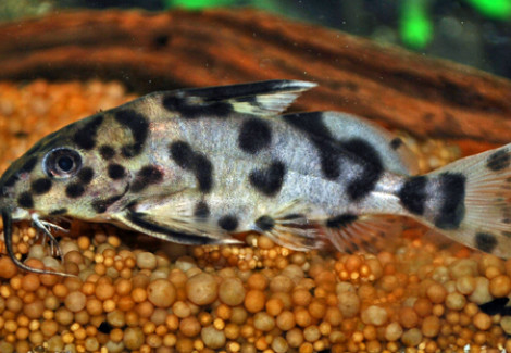 Synodontis Multipunctatus  S