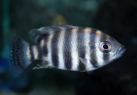 Heterotilapia Buttikoferi S