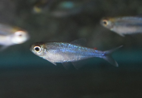 Tyttocharax Madeirae M