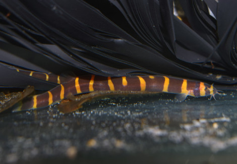 Pangio Myersi L