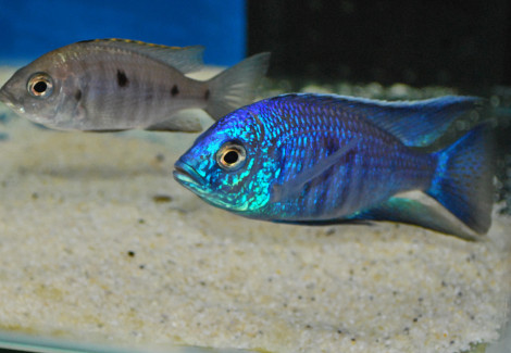 Copadichromis Azureus S