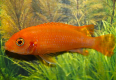 Labidochromis Sunflower M