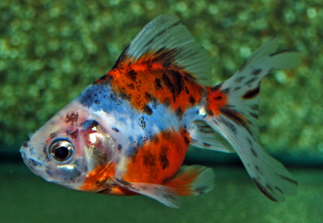 Car. Aur. Calico Ryukin 8/10