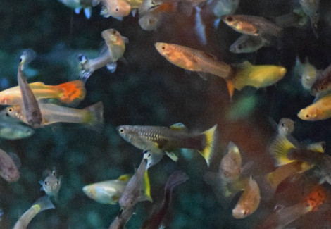 Guppy Magenta Grass Maschio S/M