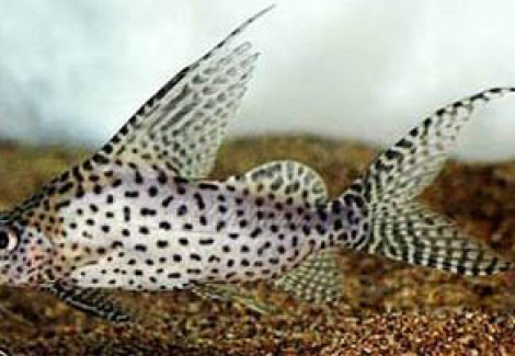 Synodontis Velifera 3-4