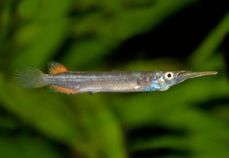 Dermogenys Pusillus L