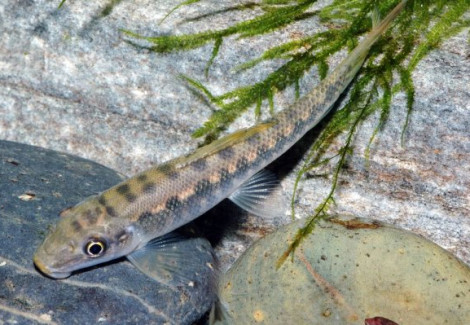 Gyrinocheilos Aymonieri L