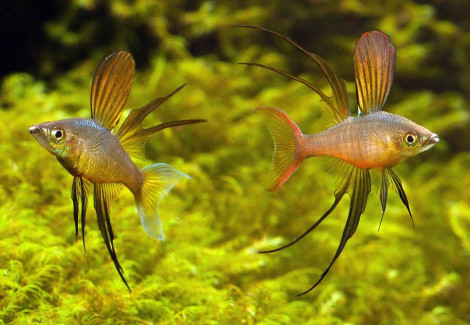 Iriatherina Werneri L
