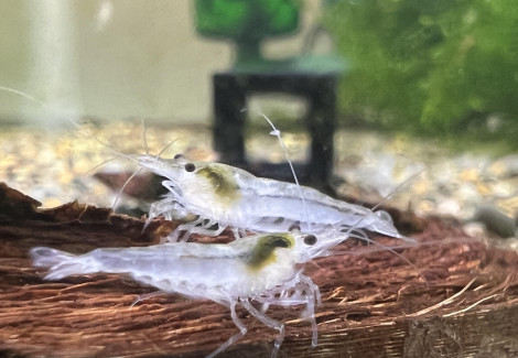 Neocaridina Snowball 1-2 Cm