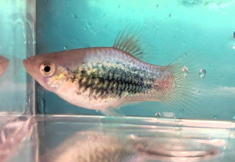 Platy Blue Tuxedo L