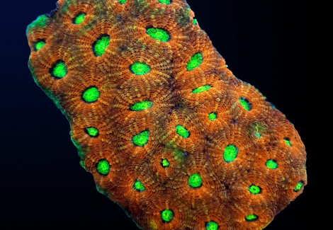 Acanthastrea Echinata (Ultra) L