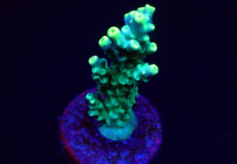 Acropora Kimbeensis (Frag) M