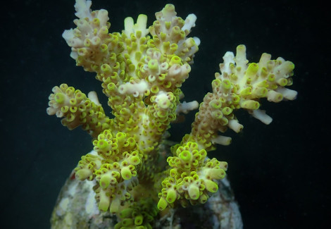 Acropora Latistella L