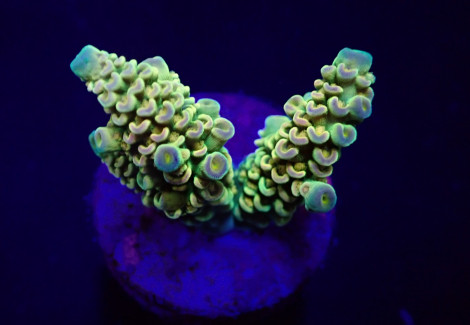 Acropora Tenuis (Rainbow) (Frag) M