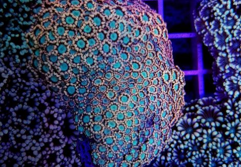 Alveopora Spp. Ultra (Frag) M
