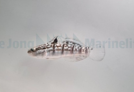 Amblygobius Phalaena - Allevato Europa M