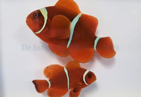 Amphiprion Biaculeatus (Pair)
