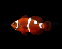 Amphiprion Epigrammata (Snowdrop) - Djm Allevato Europa M