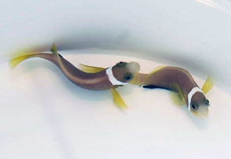 Amphiprion Nigripes M