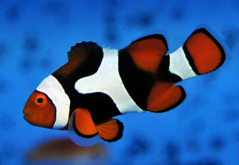 Amphiprion Percula (Black) Png M