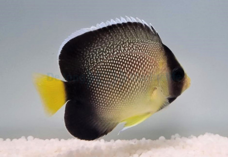 Apolemichthys Xanthurus Ml