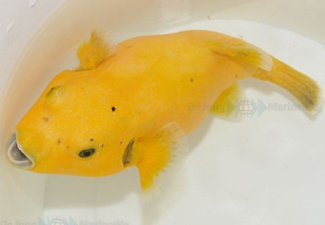 Arothron Citrinellus (Full Yellow) Ml