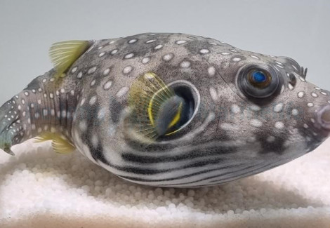 Arothron Hispidus Ml