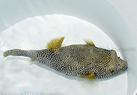 Arothron Meleagris L