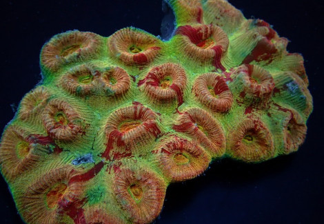 Barabattoia Amicorum (Ultra) Ml