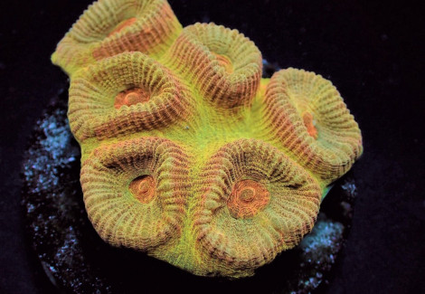 Barabottoia Amicorum Ultra (Frag) M