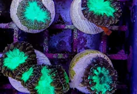 Blastomussa Wellsi (Green) 2 Heads Frag S