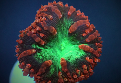 Blastomussa Wellsi (Premium) 1 Head Frag Xs