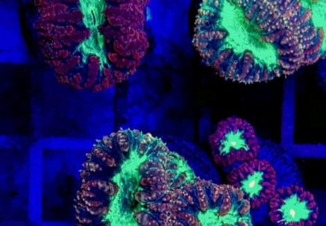 Blastomussa Wellsi (Premium) 2 Heads Frag S