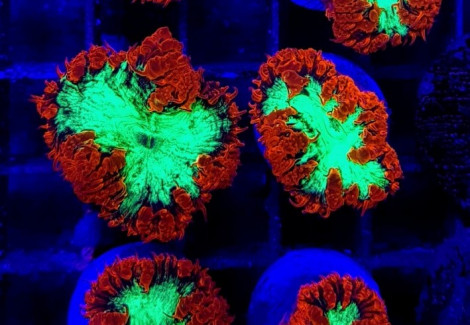 Blastomussa Wellsi (Ultra) 2 Heads Frag S