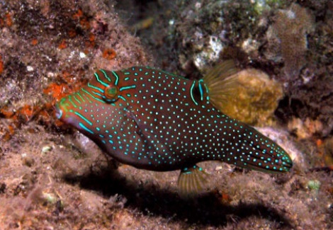 Canthigaster Papua M