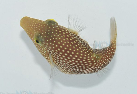 Canthigaster Punctatissima M