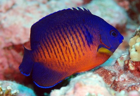 Centropyge Bispinosa (Vanuatu / Fiji) M