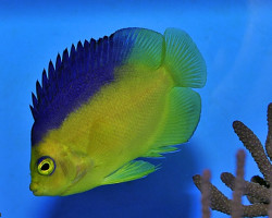 Centropyge Colini M