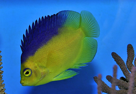 Centropyge Colini M