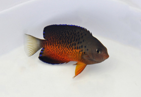 Centropyge Ferrugata M