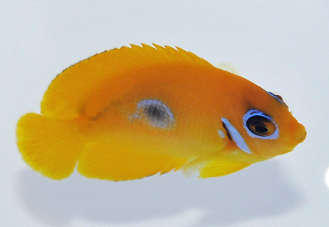 Centropyge Flavissima M