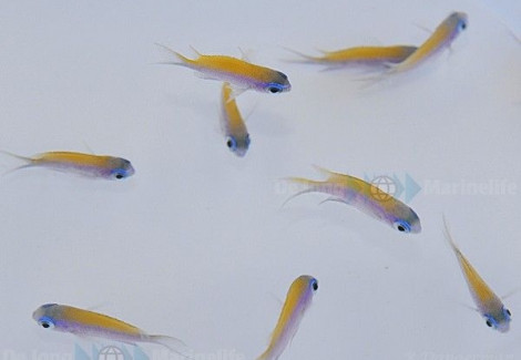Chromis Insolata M