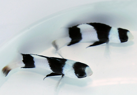 Chrysiptera Tricincta M