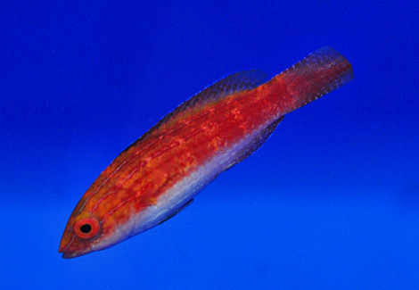 Cirrhilabrus Naokoae (Femmina) S