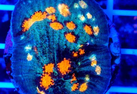 Echinopora Spp. Ultra (Frag) M