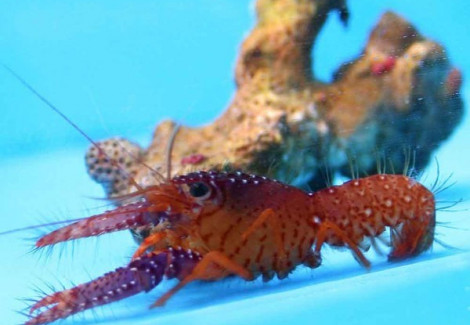 Enoplometopus Daumi M