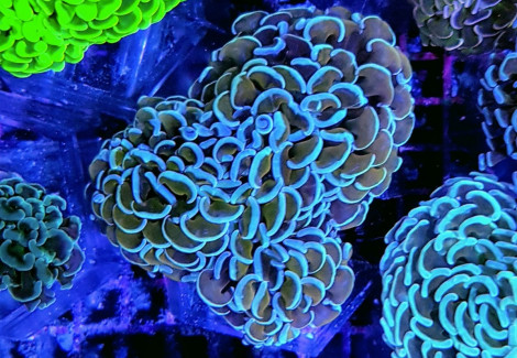 Euphyllia Ancora (Colored Stem) M